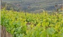 Paarl photo #12