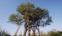 Hoedspruit photo #5