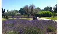 Saint Remy de Provence photo #2