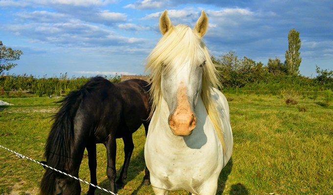 Camargue location gite Provence Bord de Mer avec piscine