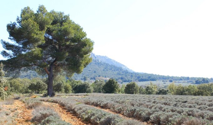 Provence location gite Aix en Provence avec piscine