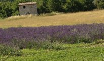 Mont Ventoux photo #11