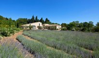 Saint Remy de Provence photo #3