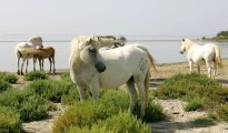 Parc Camargue photo #10