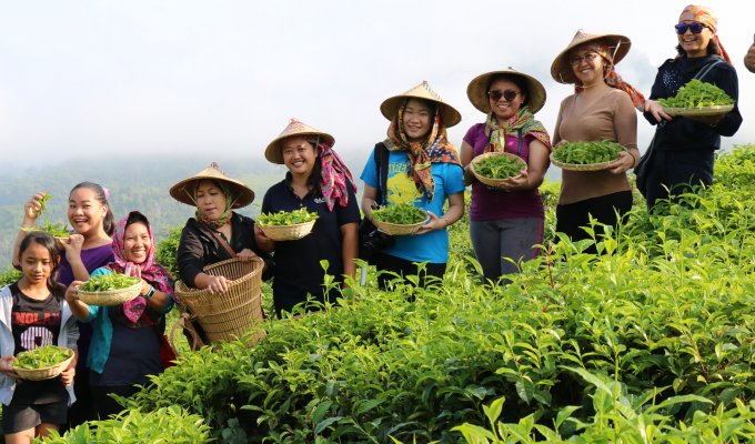 Jardin de thé de Sabah