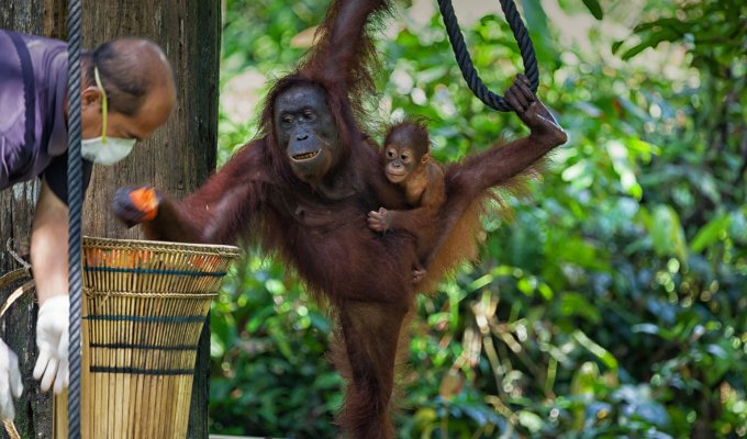 Centre de réhabilitation des orangs-outans de Sepilok