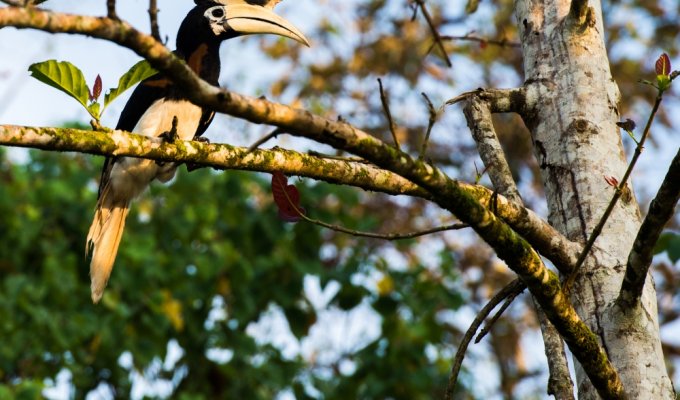 La faune à Kinabatangan