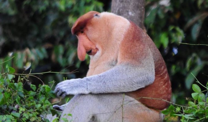 La faune à Kinabatangan