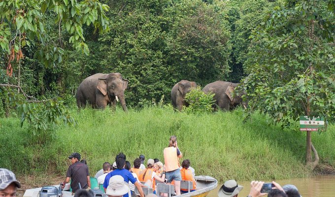 Croisière sur la rivière Kinabatangan