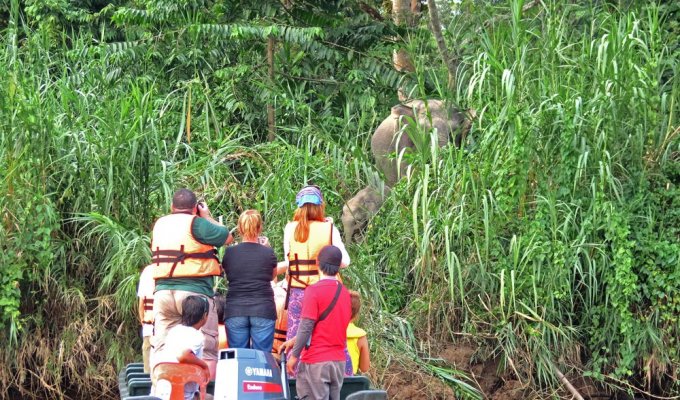 Croisière sur la rivière Kinabatangan