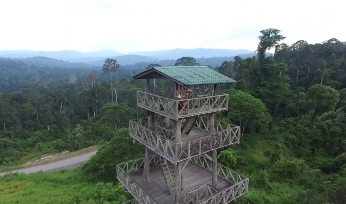 Tour d'observation de Maliau