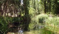 Aragosa photo #9