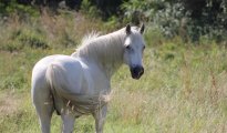 Parc Camargue photo #14