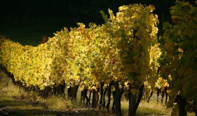 Vignes du Chateau La Gontrie 