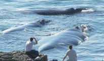 Hermanus photo #14