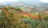 Poggio Nativo photo #22