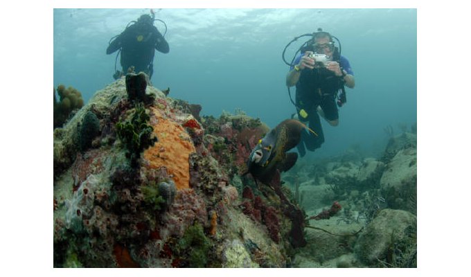 Plongée sous-marine et tuba à Saint-Martin / Sint Maarten avec Octopus Diving