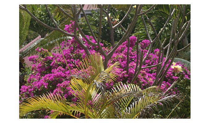 Location Chambre à St Barth sur la plage de St Jean - Domaine de Coral Reef - Caraibes - Antilles Francaises