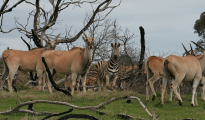 Yzerfontein photo #13