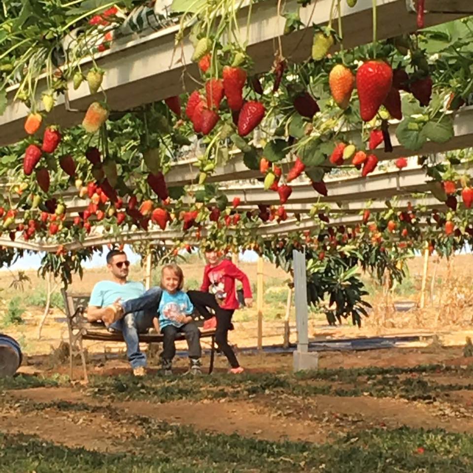 Fresas Frescas En El Mercado En La Jerusalén Vieja, Israel Imagen de  archivo - Imagen de fondo, granja: 51115255