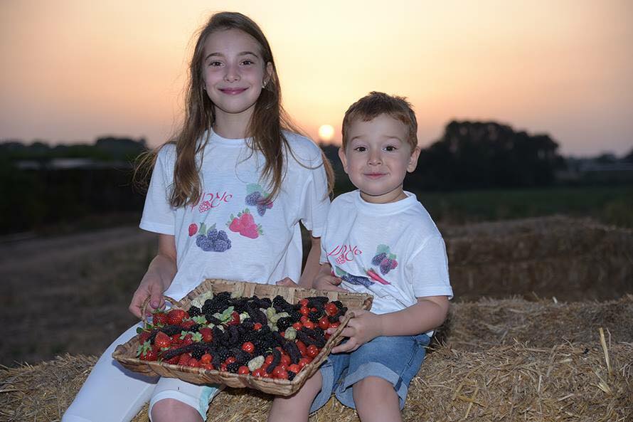 Fresas Frescas En El Mercado En La Jerusalén Vieja, Israel Imagen de  archivo - Imagen de fondo, granja: 51115255