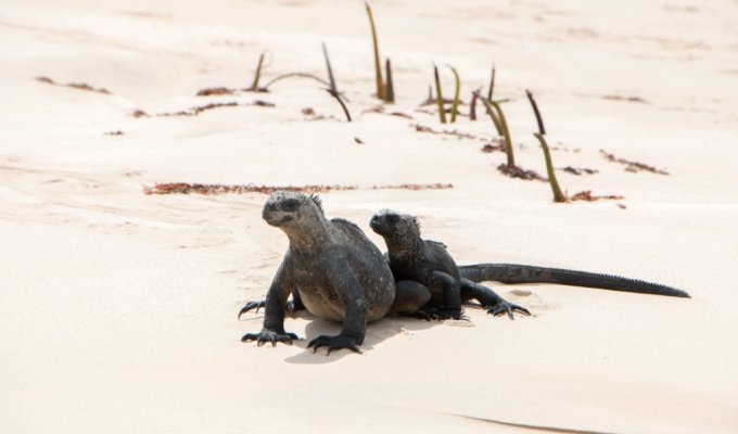 Iguanes Marins