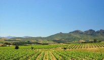 Stellenbosch photo #9