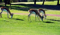Stellenbosch photo #14