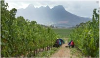 Stellenbosch photo #9